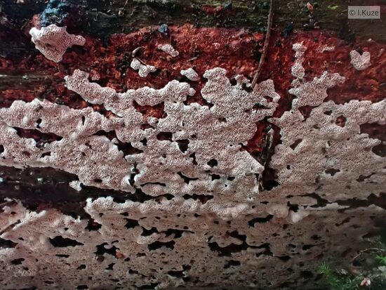 Junghuhnia collabens